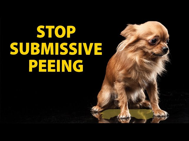Black sluts assholes